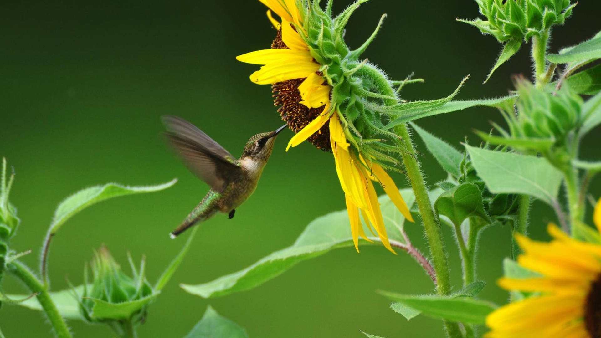 Hummingbird Near Sunflower