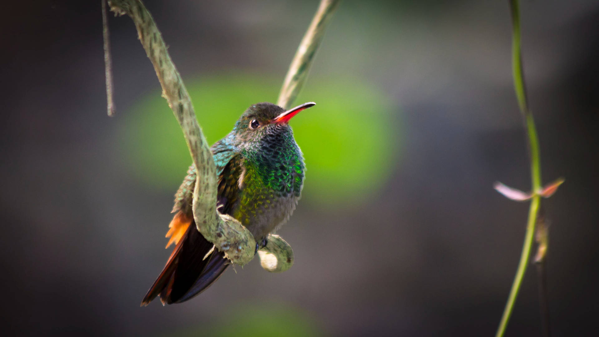 Hummingbird On Hanging Root Background