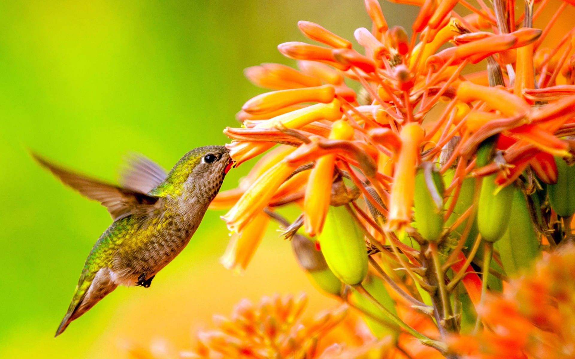Hummingbird On Orange Flowers Background