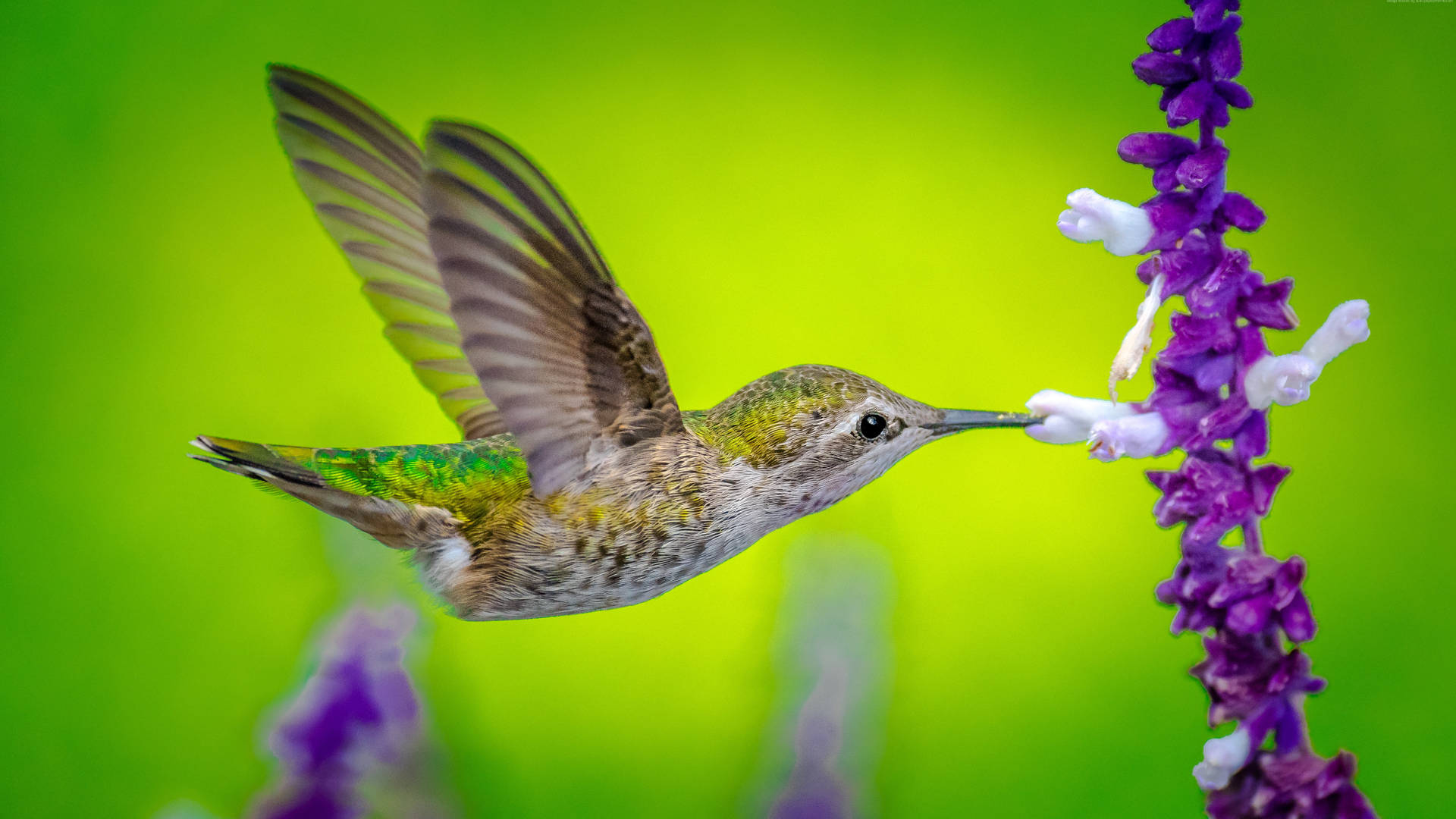 Hummingbird On Purple Flower Background