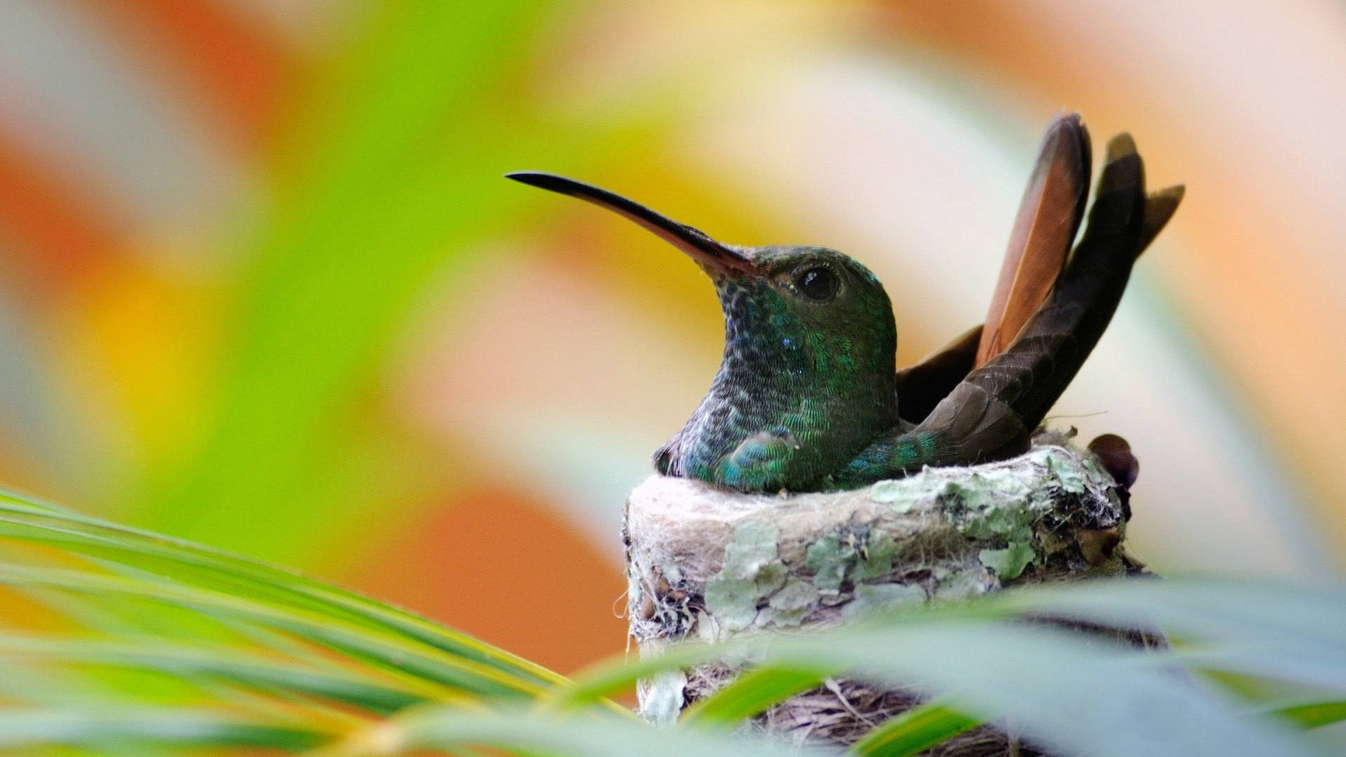 Hummingbird On The Nest Background