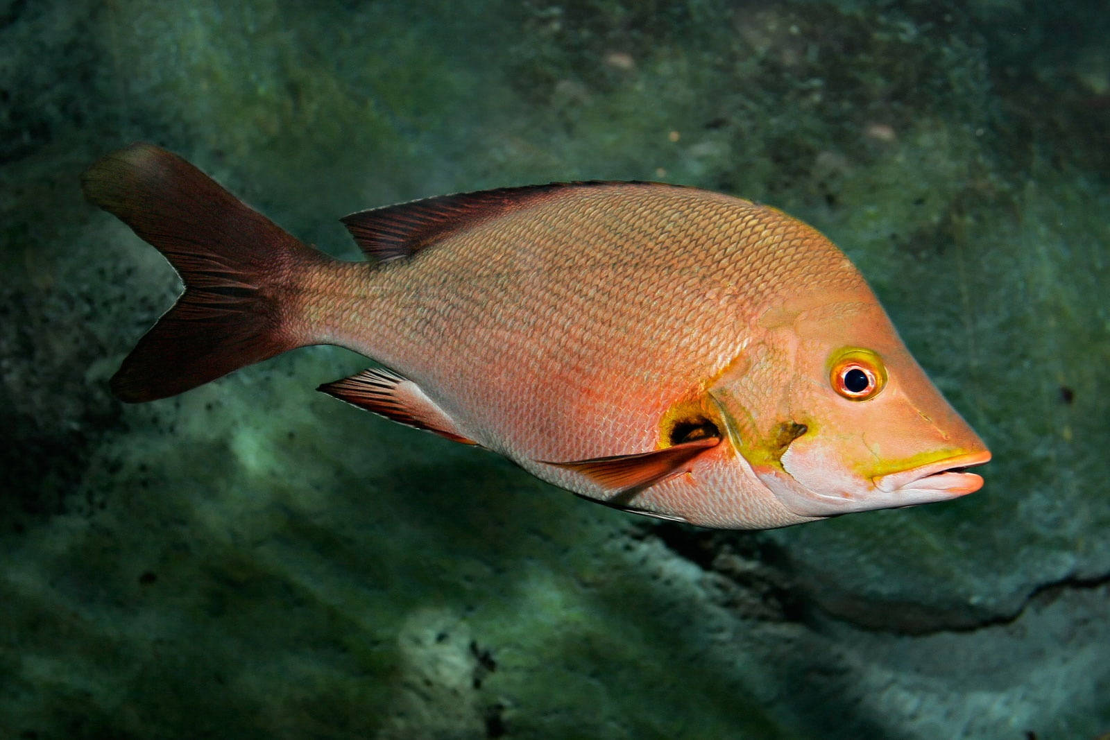 Humpback Red Snapper Fish Swimming Background