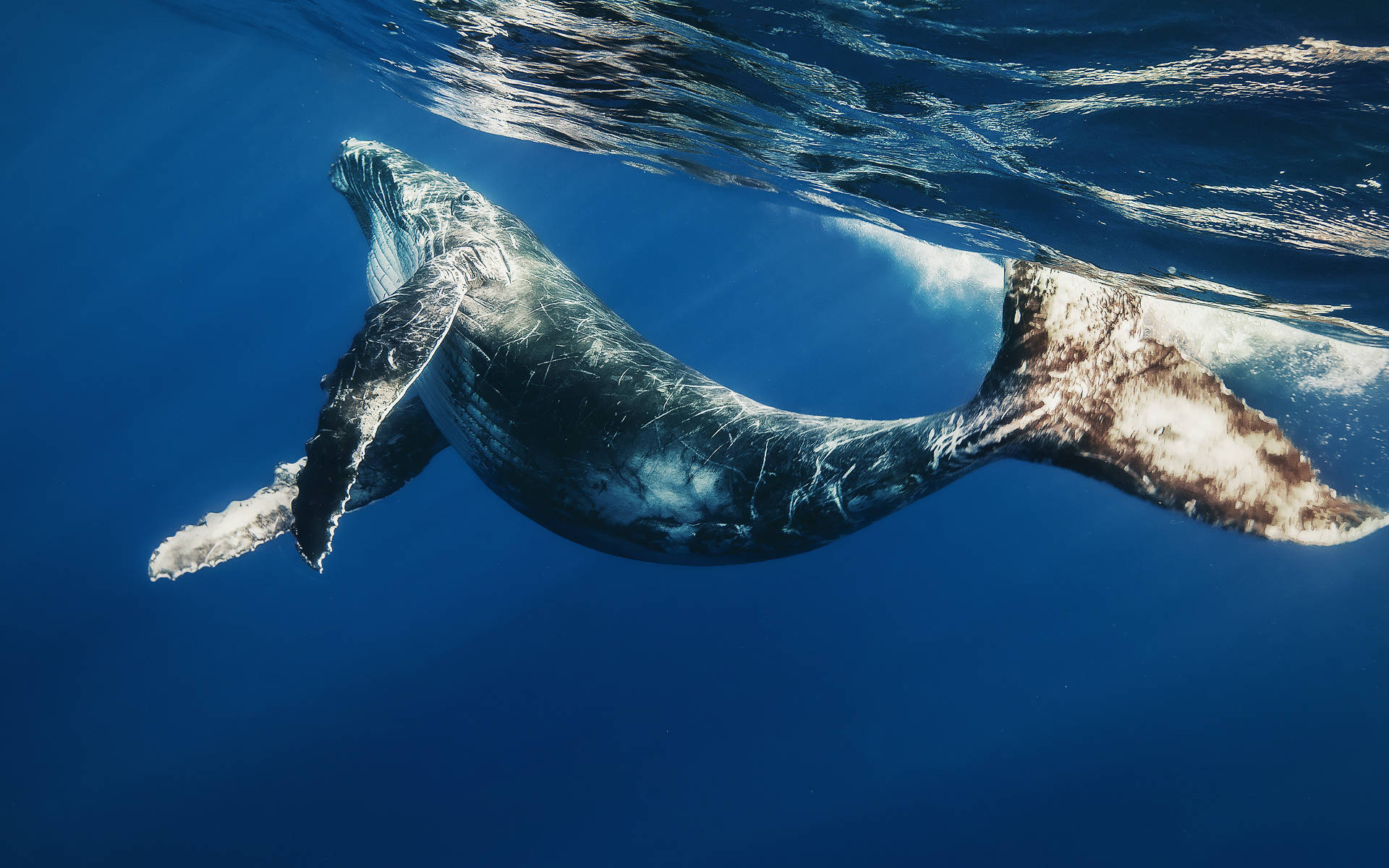 Humpback Whale Bending Body Background