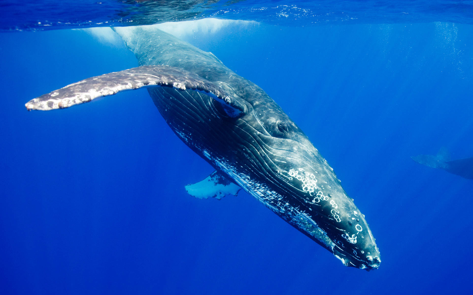 Humpback Whale Swimming Downwards Background