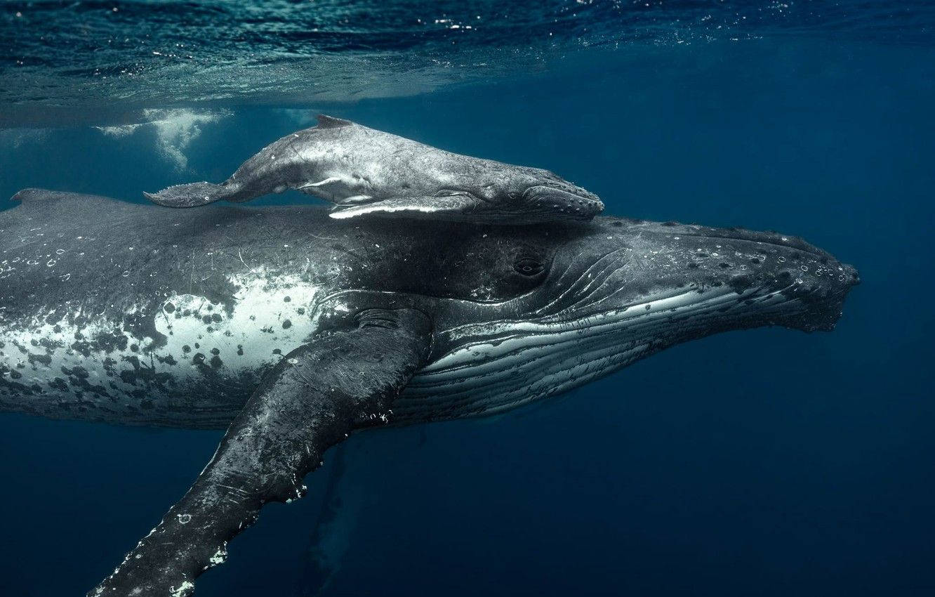 Humpback Whale Swimming With Remora On Top Background