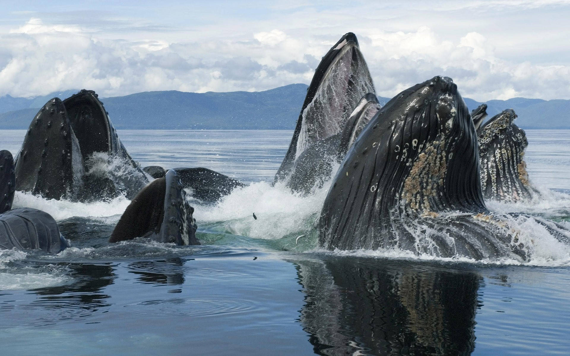 Humpback Whales Peeking Out Of The Water Background