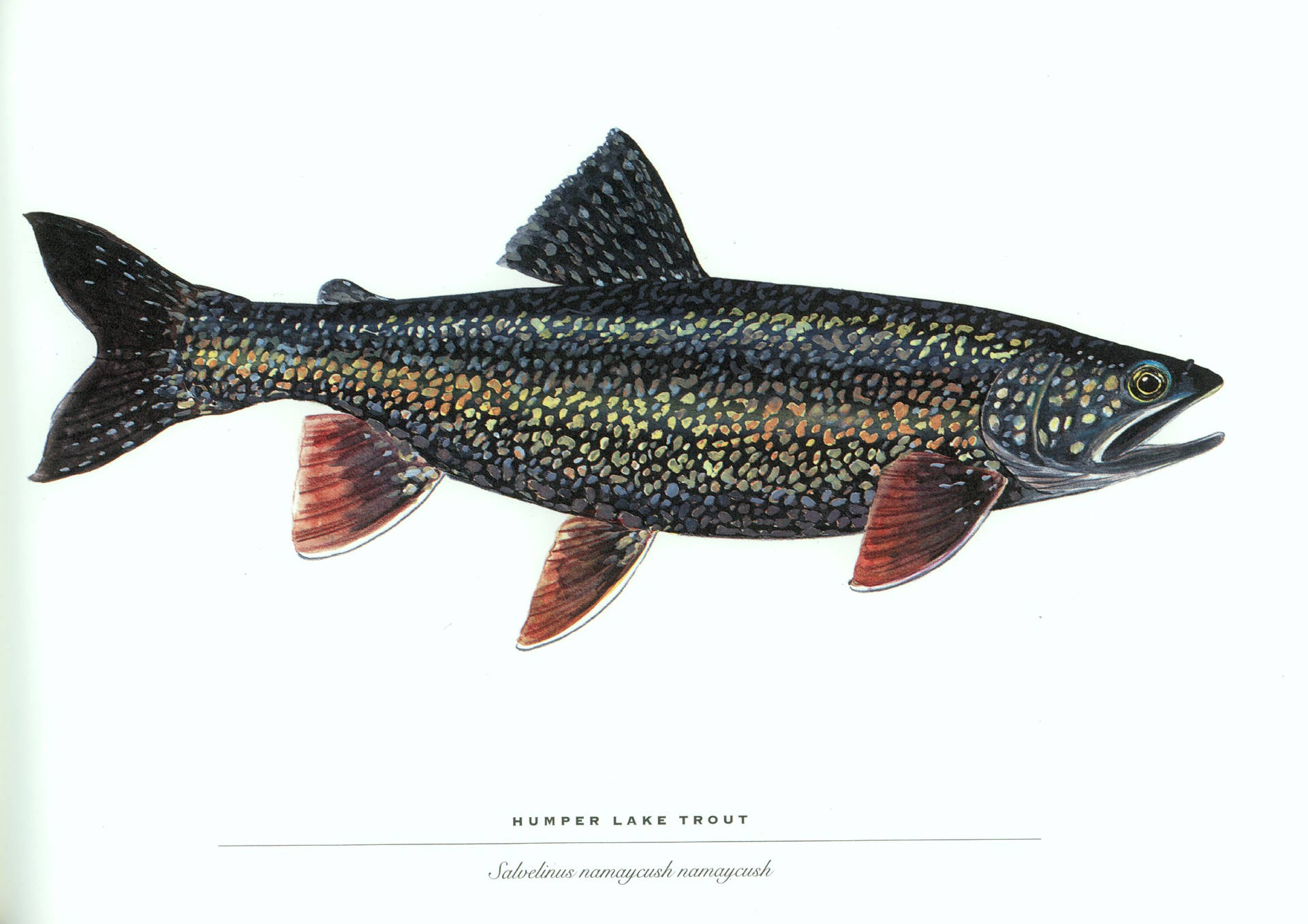 Humper Lake Trout