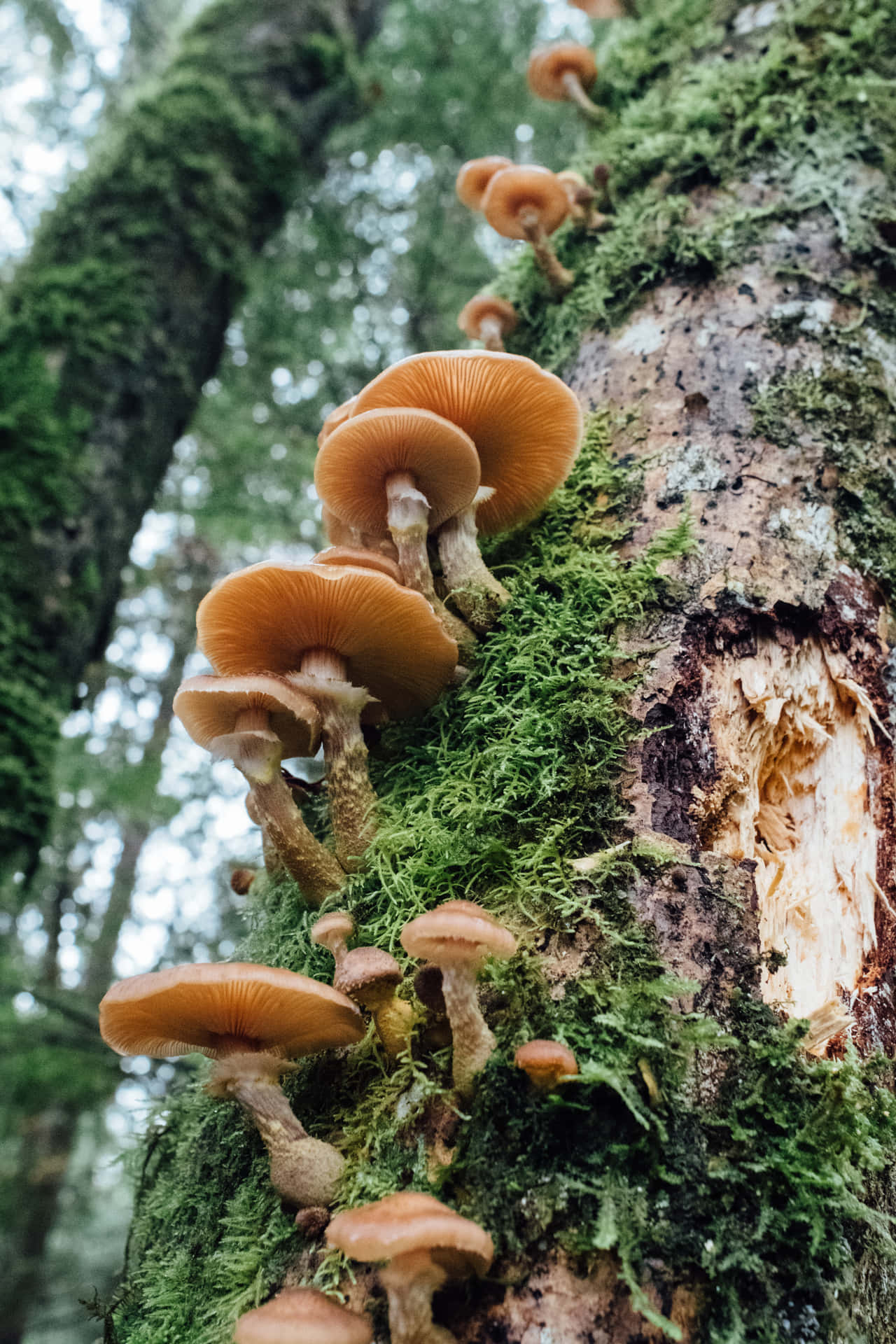 Humungous Fungus Troop Lined Up On Forest Tree