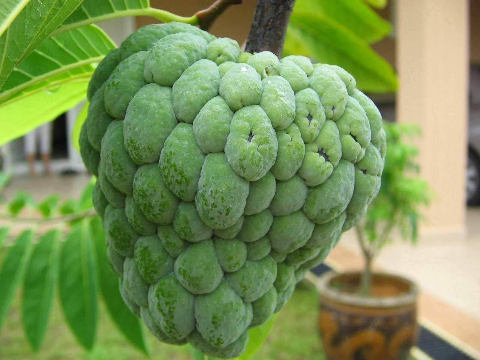 Humungous Sugar Apple Fruit Background