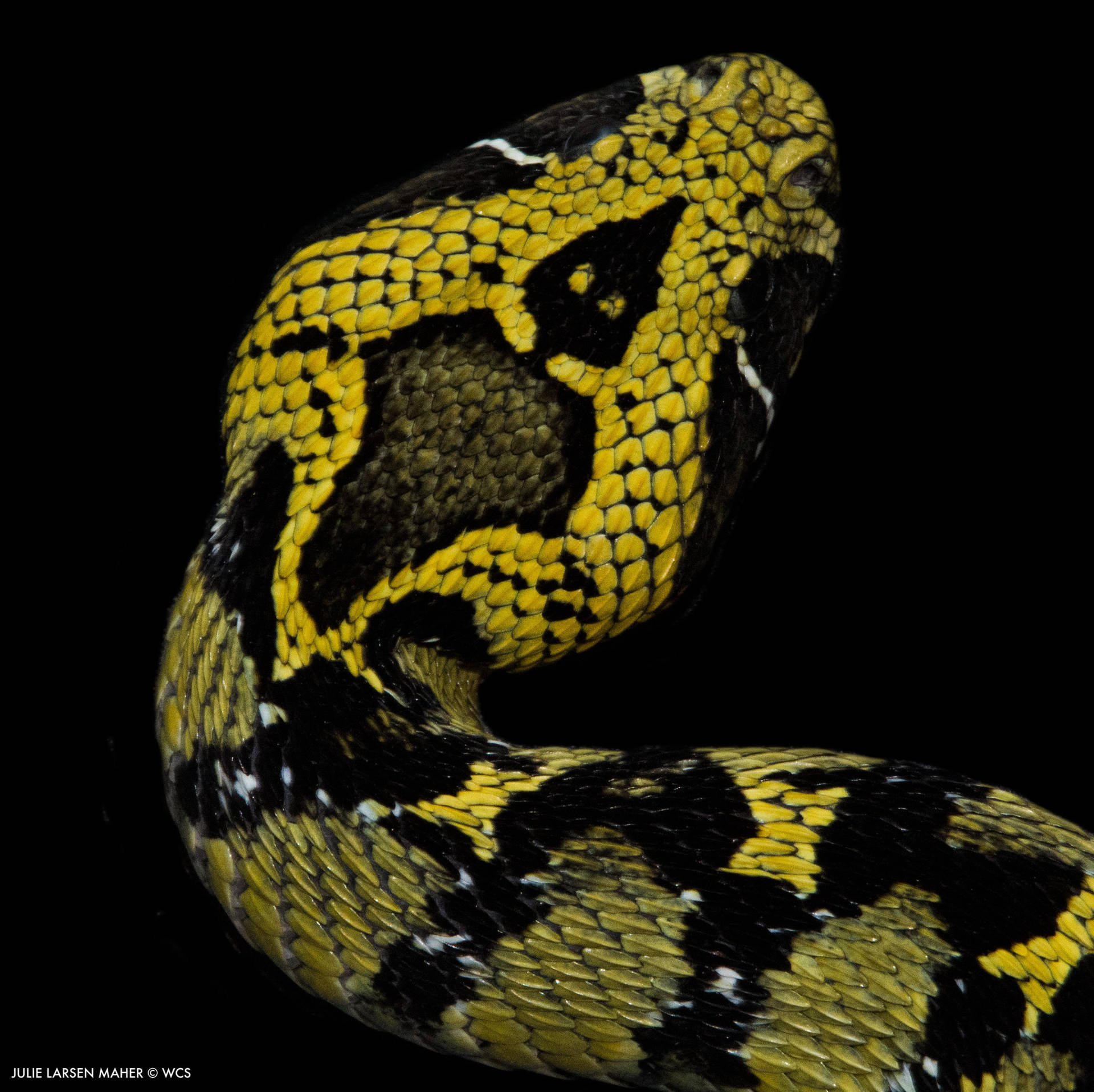 Hunan China Mountain Viper Discovery Background