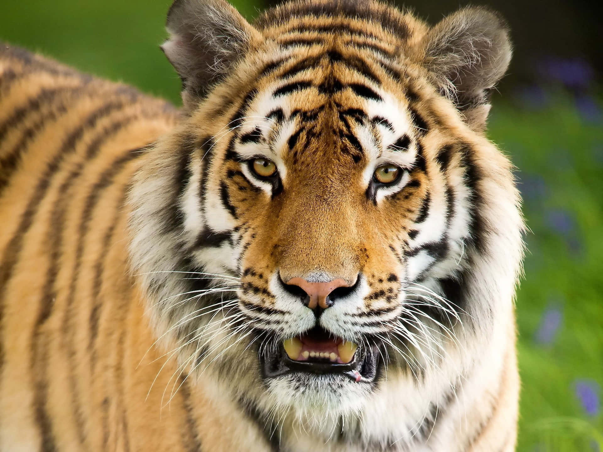 Hungry Overt Tiger Background