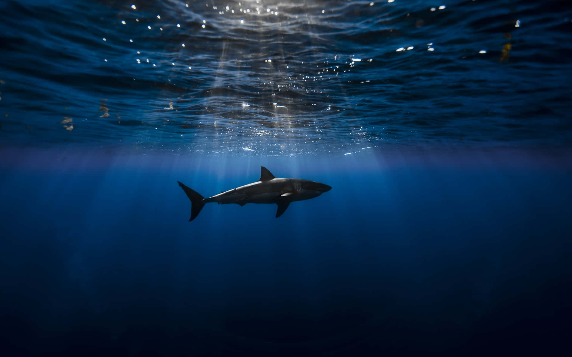 Hungry Shark Pursuing A Scattered School Of Fish Background