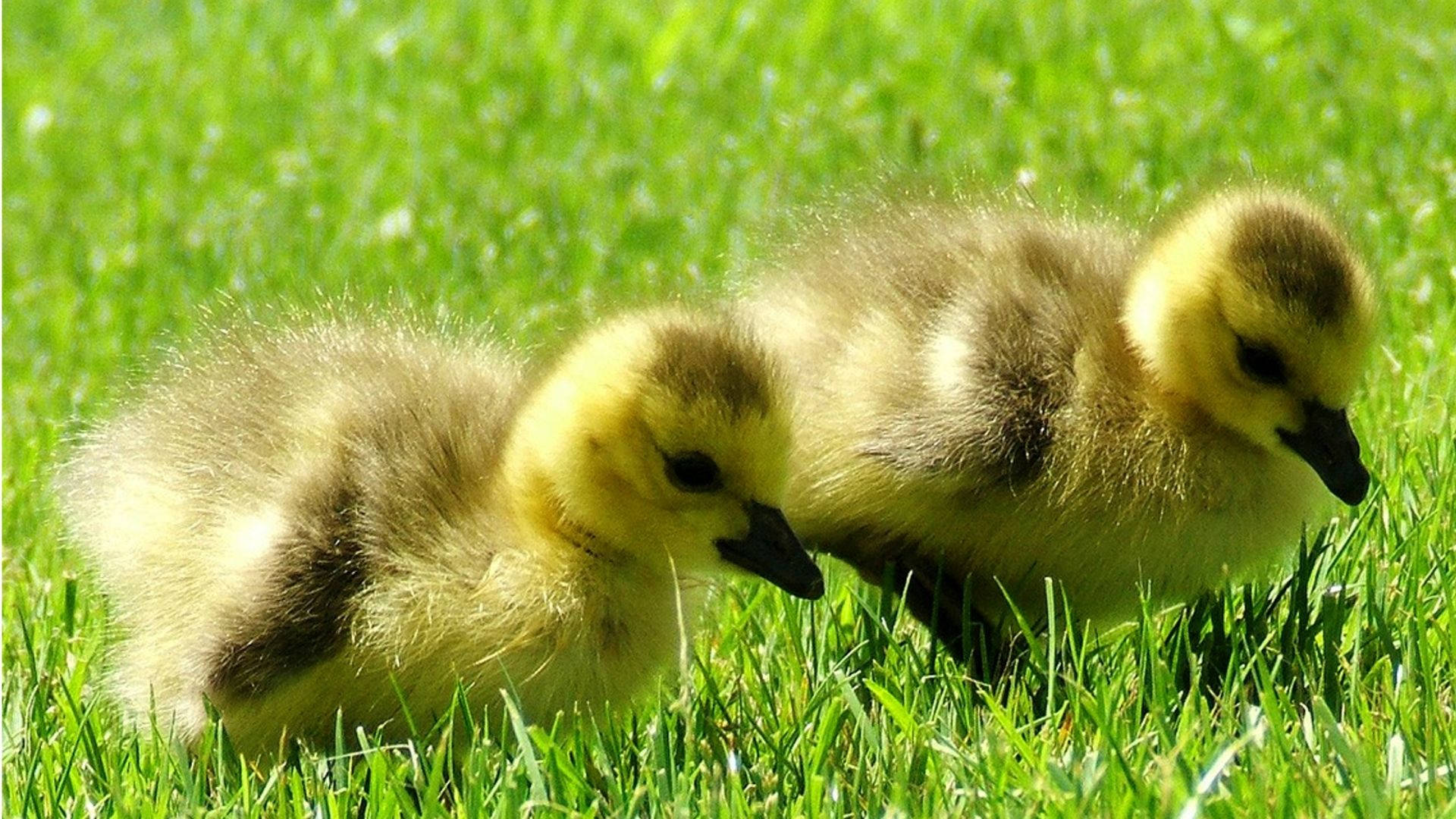 Hunting Baby Ducks Background
