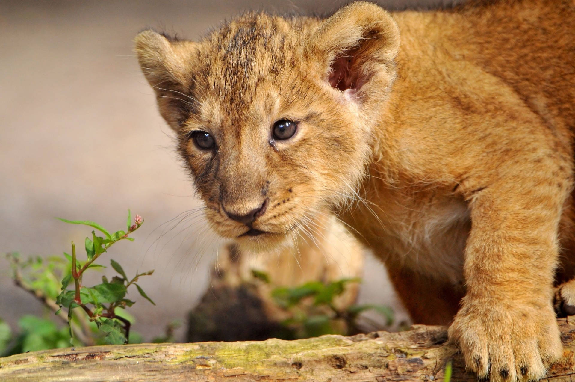 Hunting Lion Cub Background