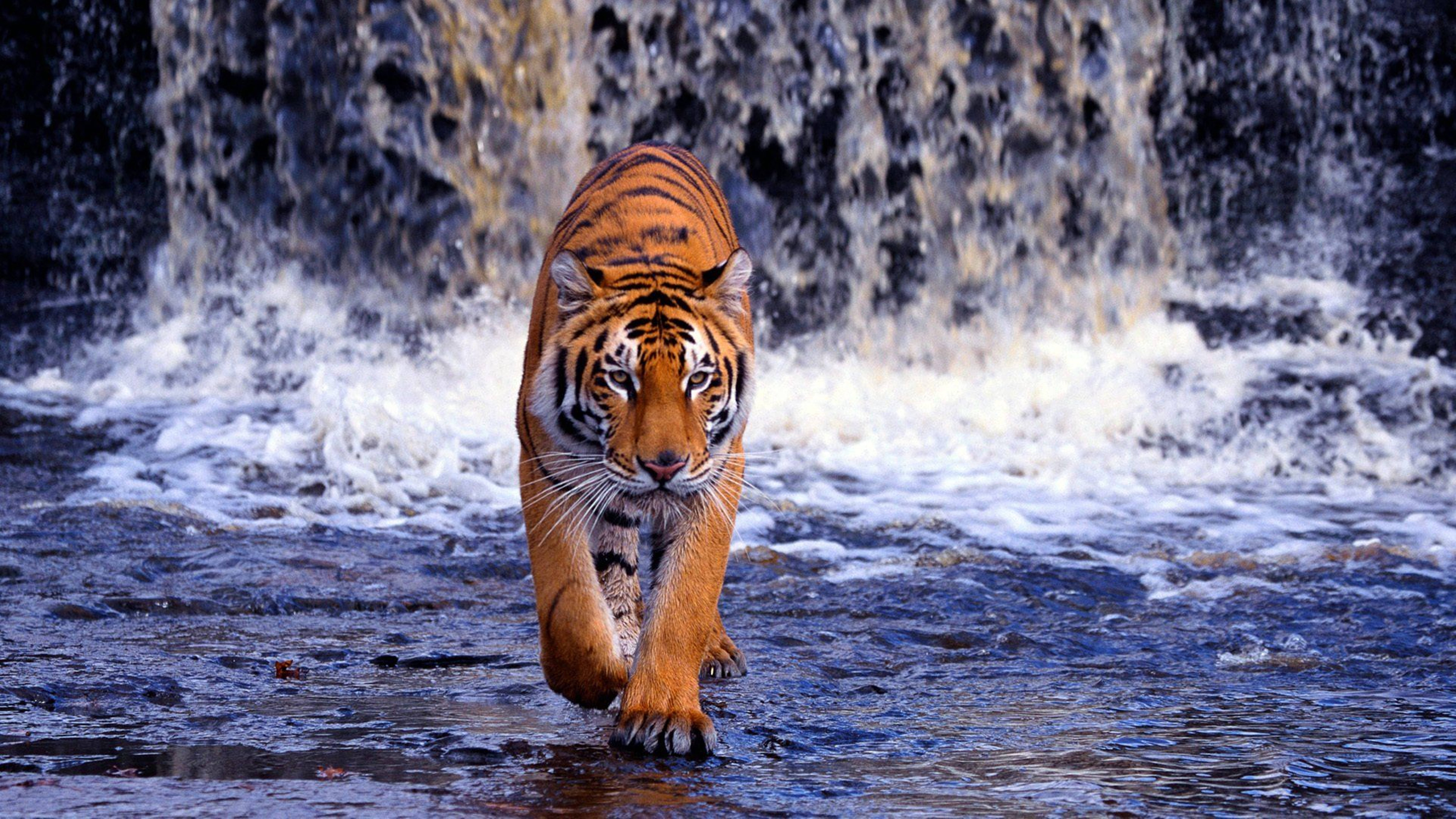 Hunting On Waterfall 8k Tiger Uhd