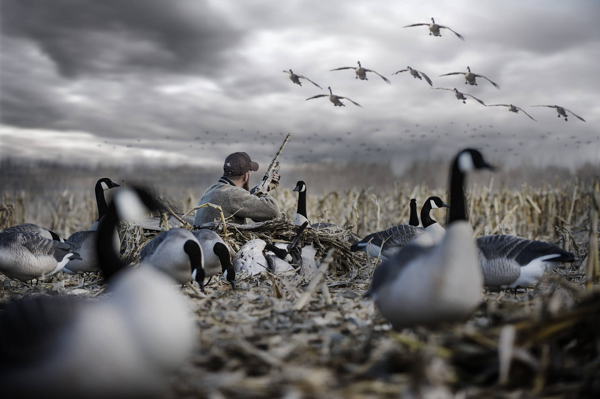 Hunting Wild Geese With Precision Background
