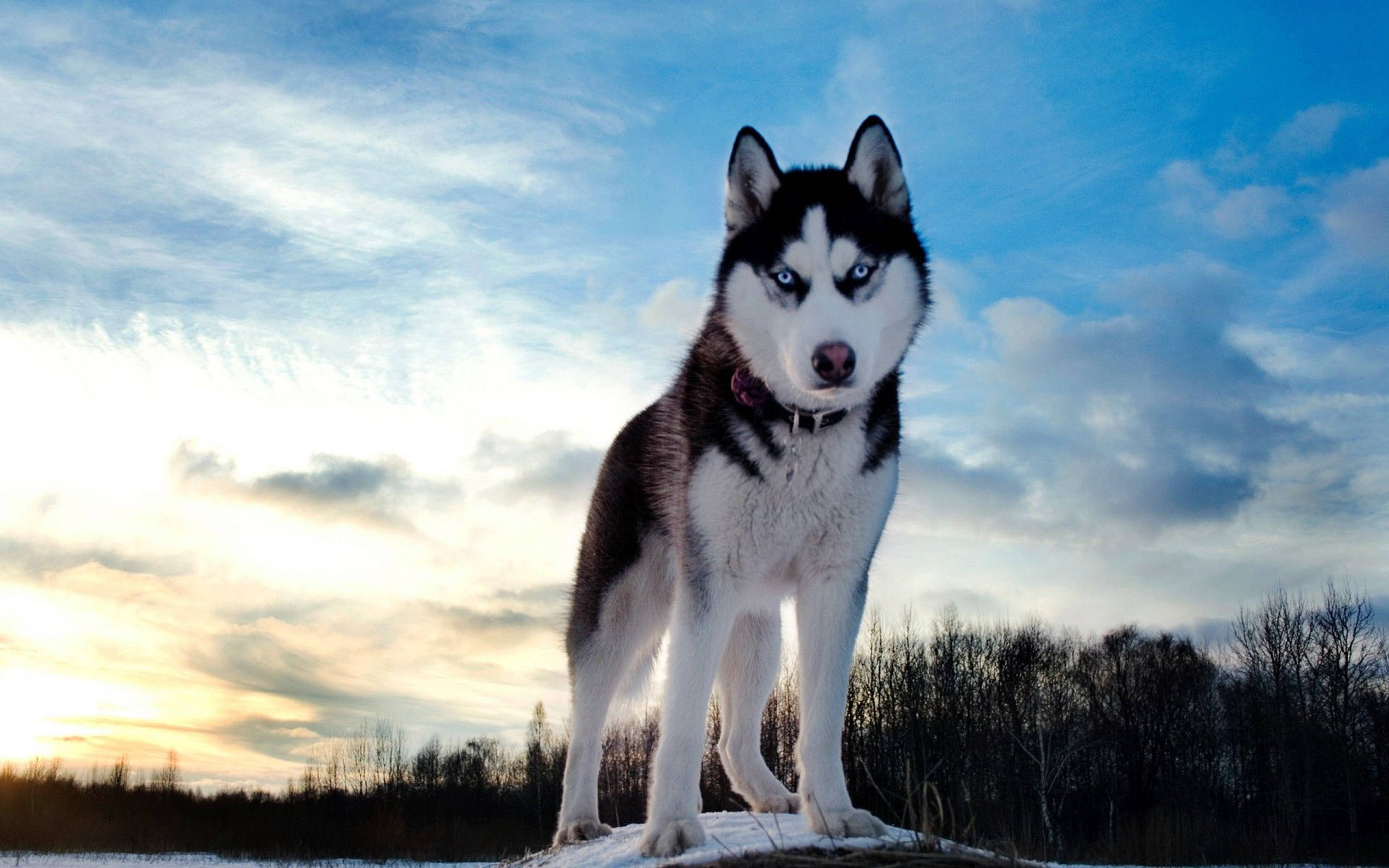 Husky Against Blue Orange Sunset Sky