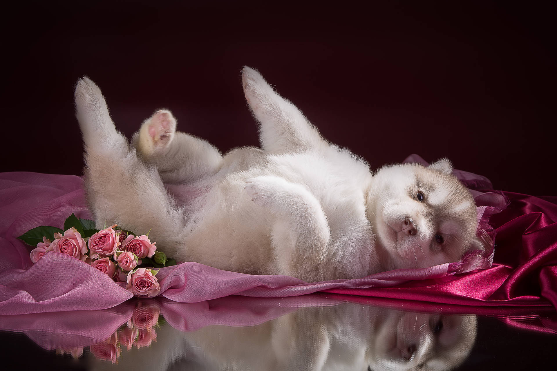 Husky Cute Puppy On Pink Rose Background