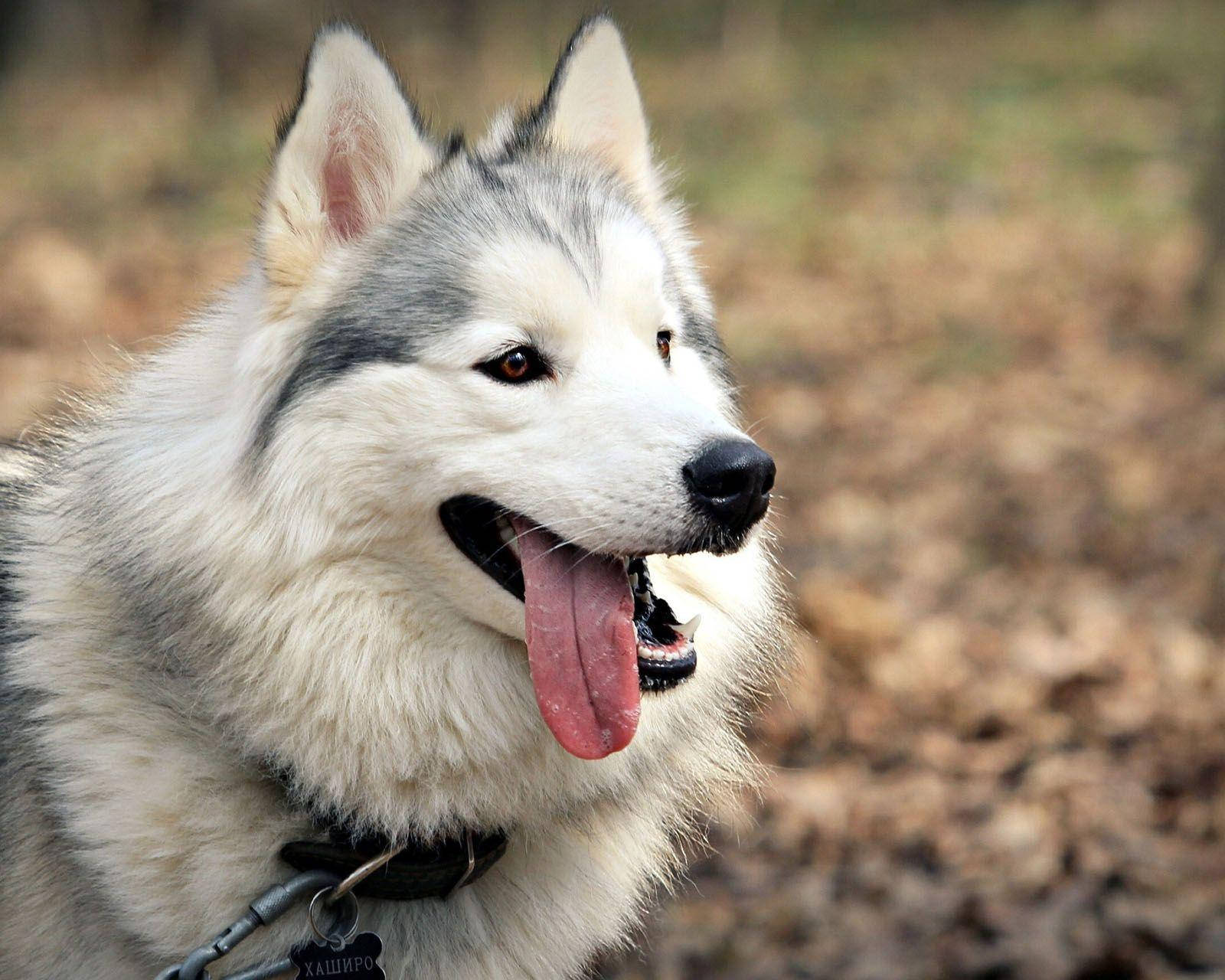 Husky Dog Tongue Out