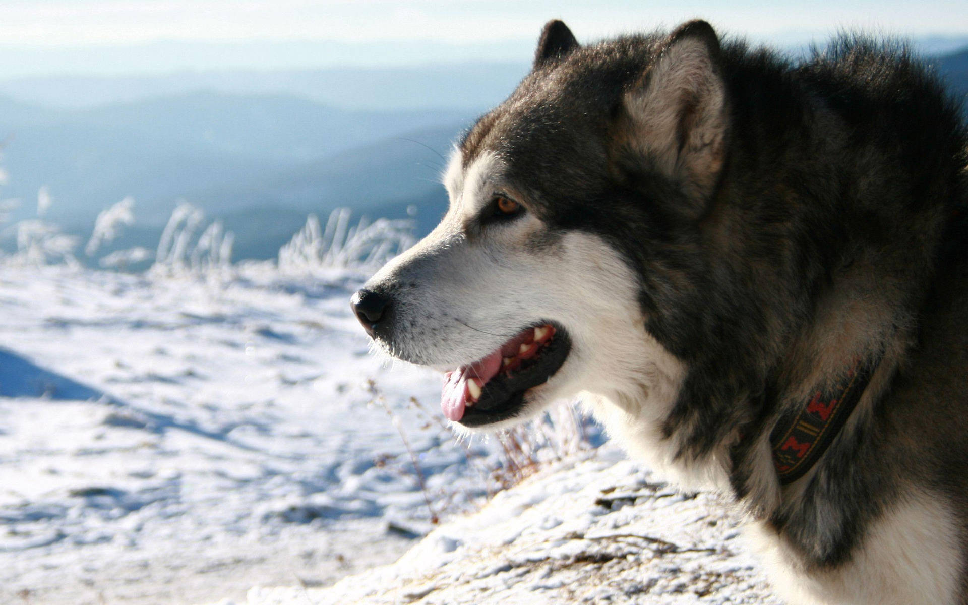 Husky Overlooking Snow