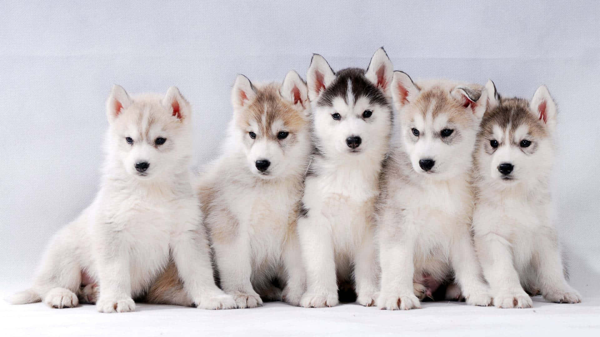 Husky Puppies In A Row On A White Background