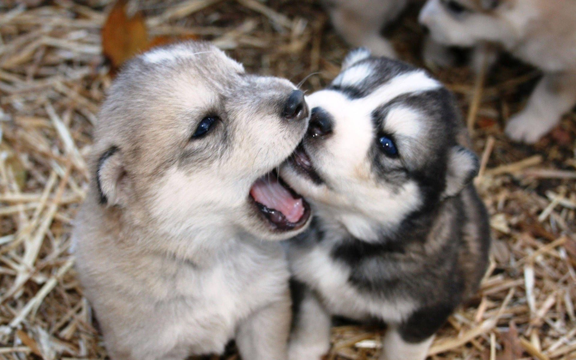 Husky Puppy Biting Each Other