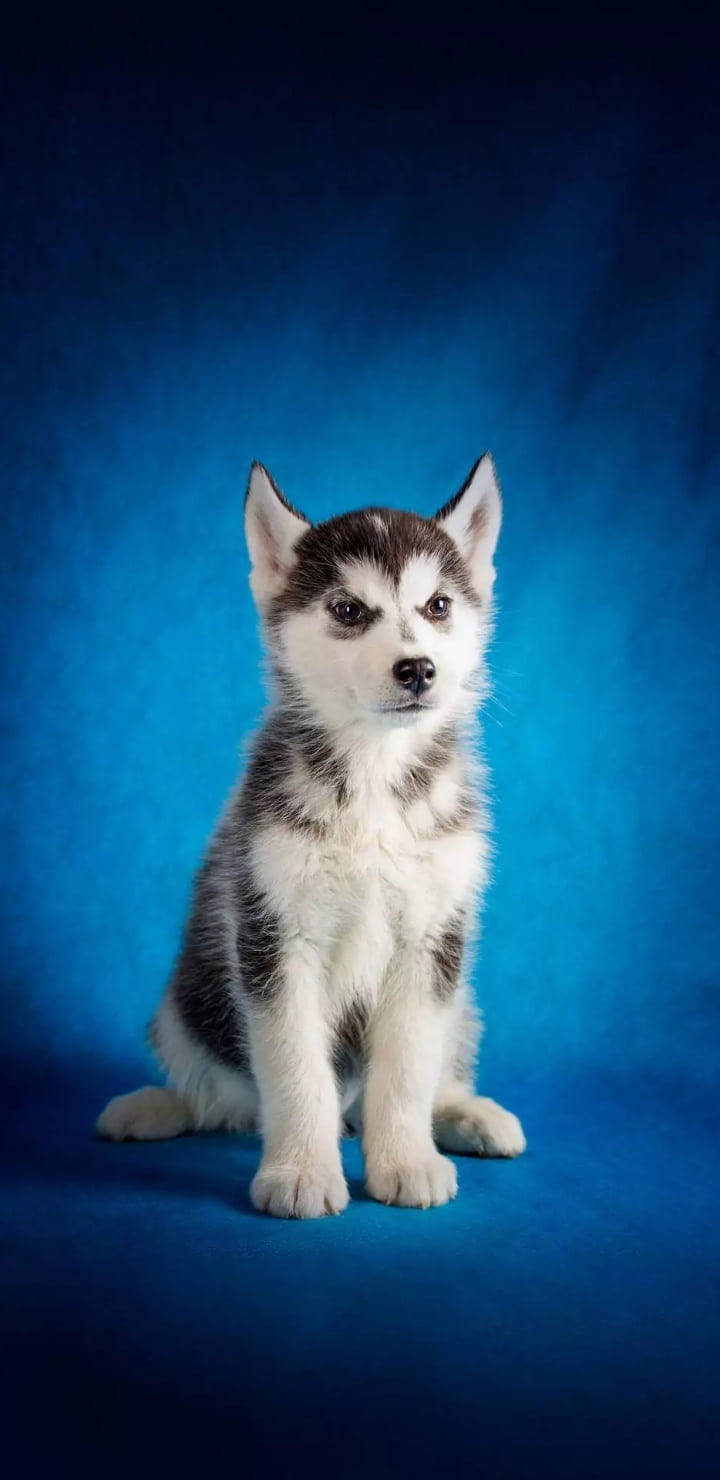 Husky Puppy Blue Background