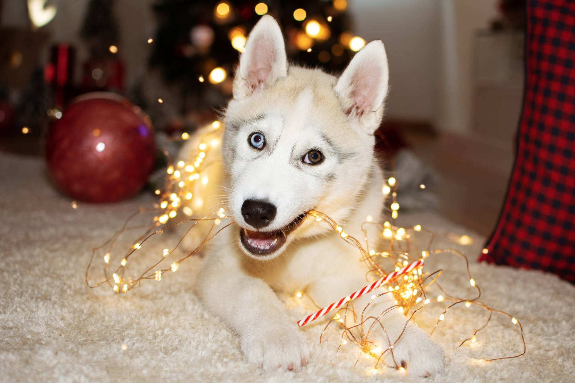 Husky Puppy Christmas Lights Background