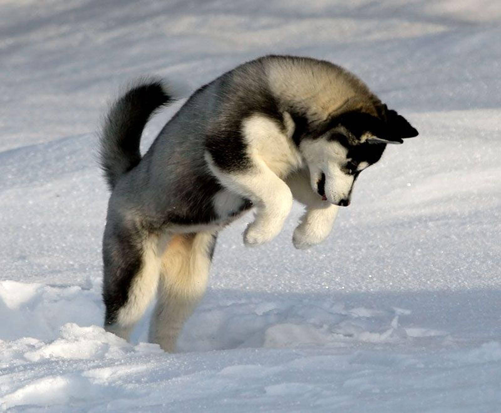 Husky Puppy Jumping In Snow Background