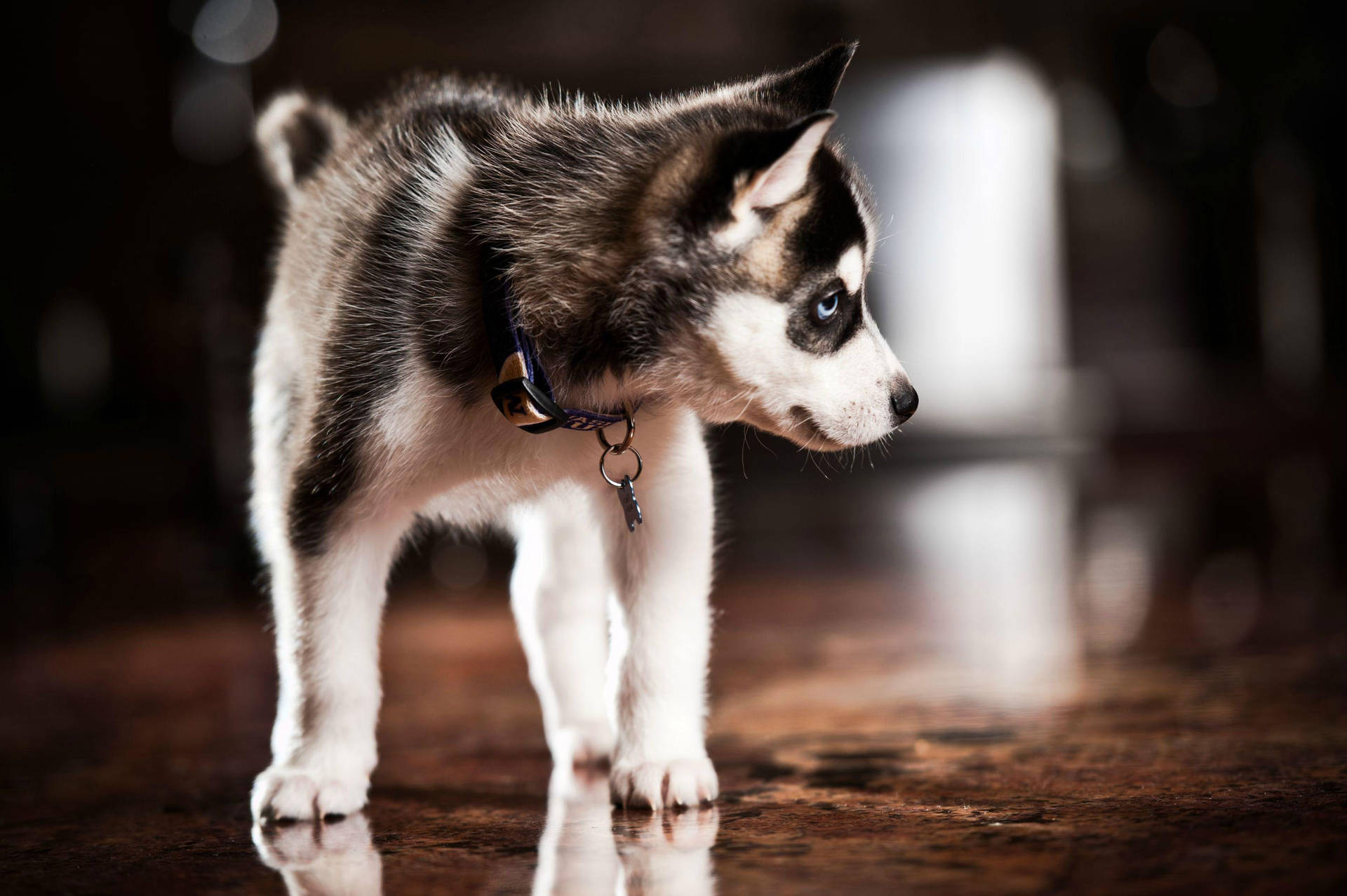 Husky Puppy Looking At Floor