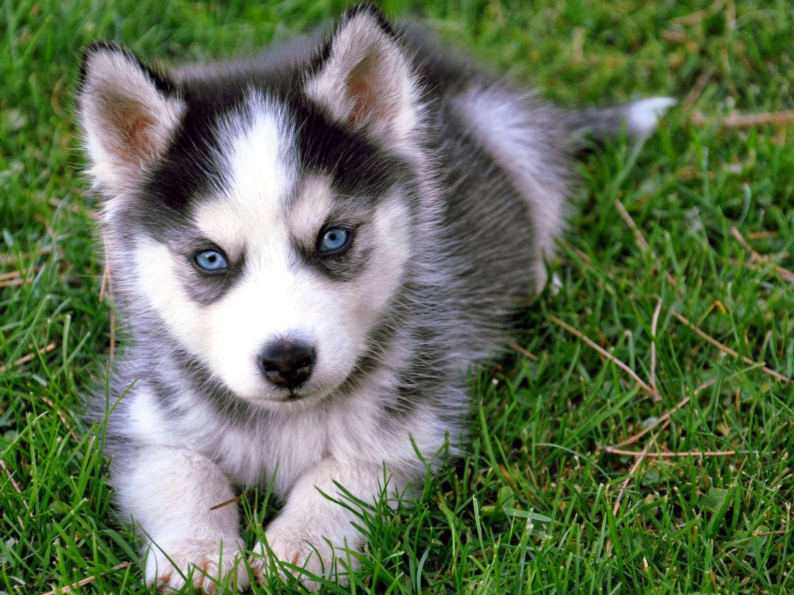 Husky Puppy Lying On Grass Background