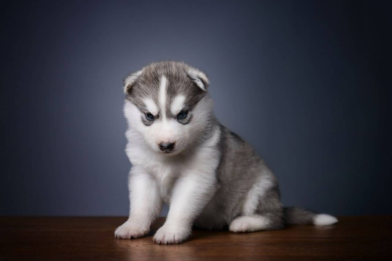 Husky Puppy On Table