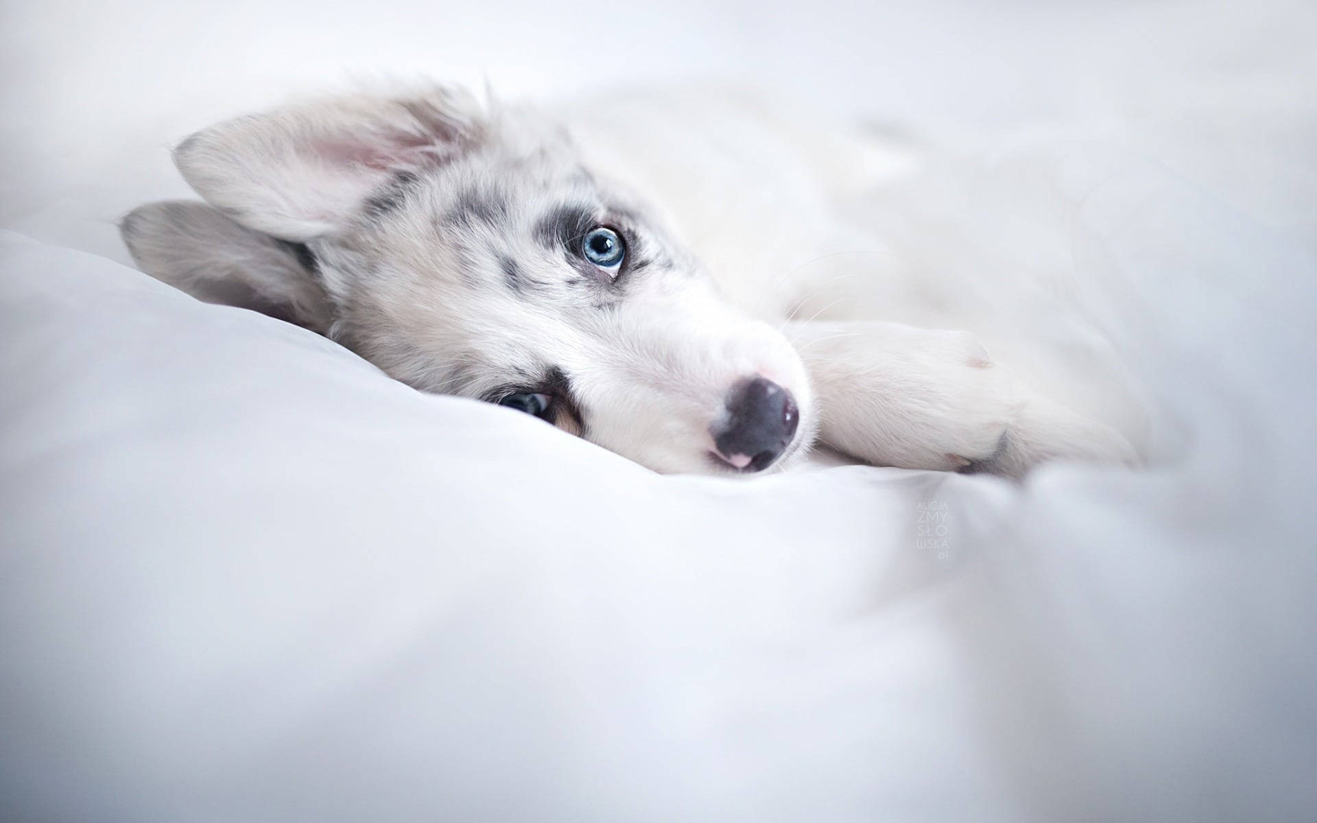 Husky Puppy On White Bed