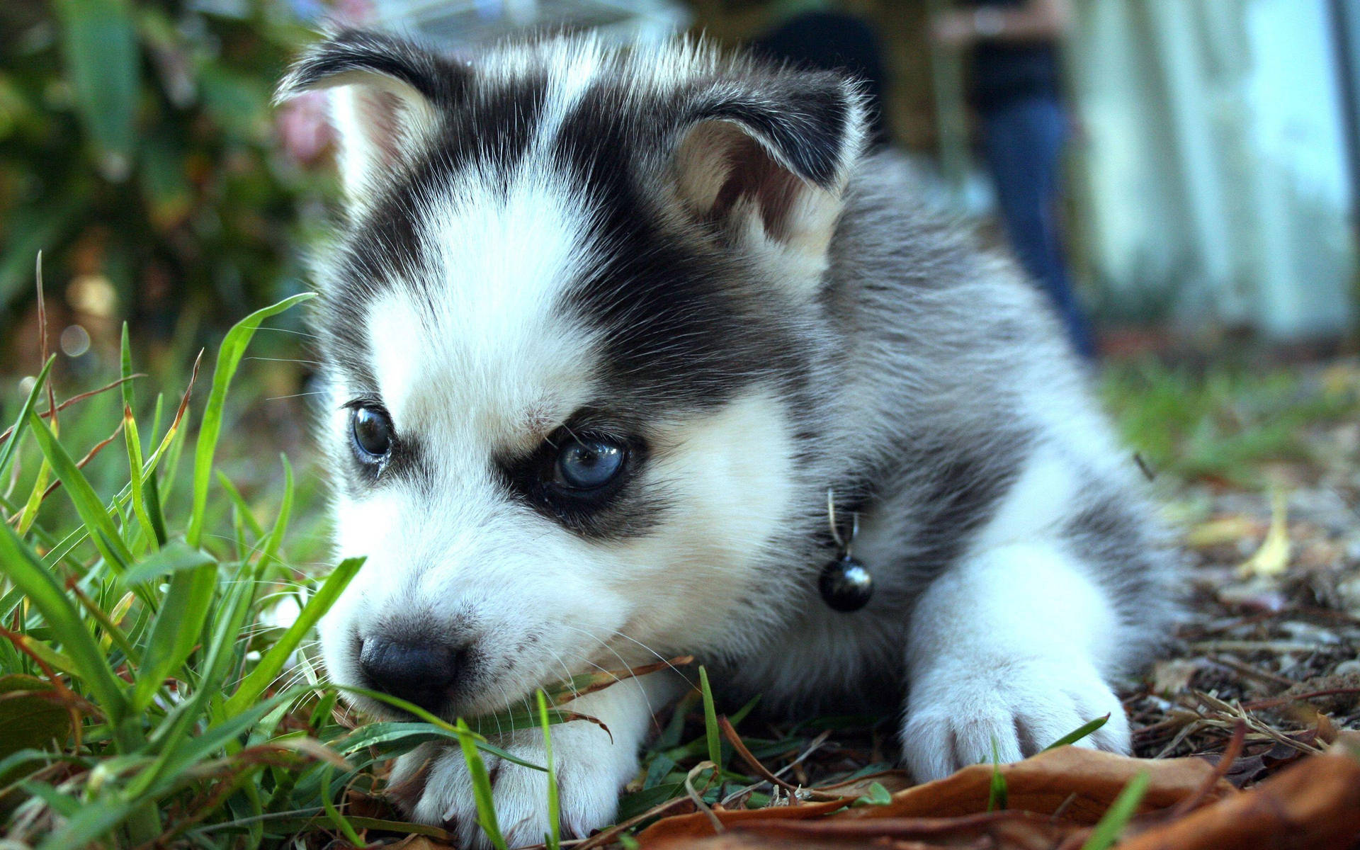 Husky Puppy Resting Head On Paw