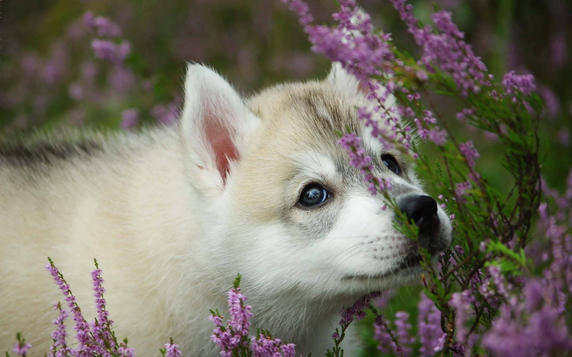 Husky Puppy Sniffing Flowers Background