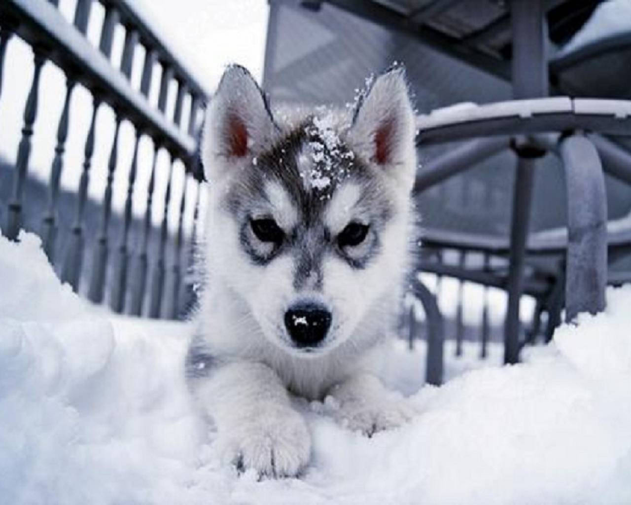 Husky Puppy With Snow