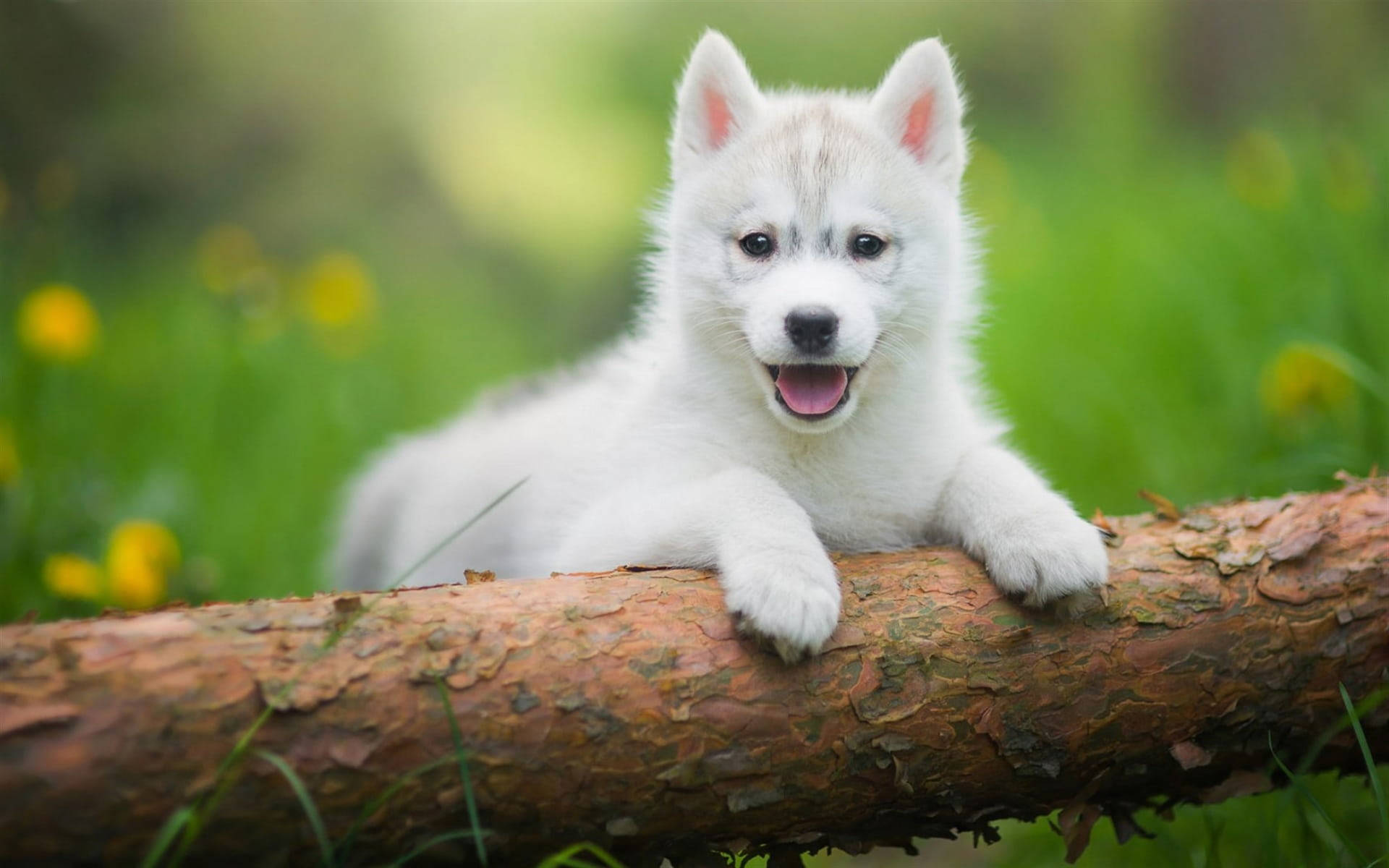 Husky Puppy With Tree Log