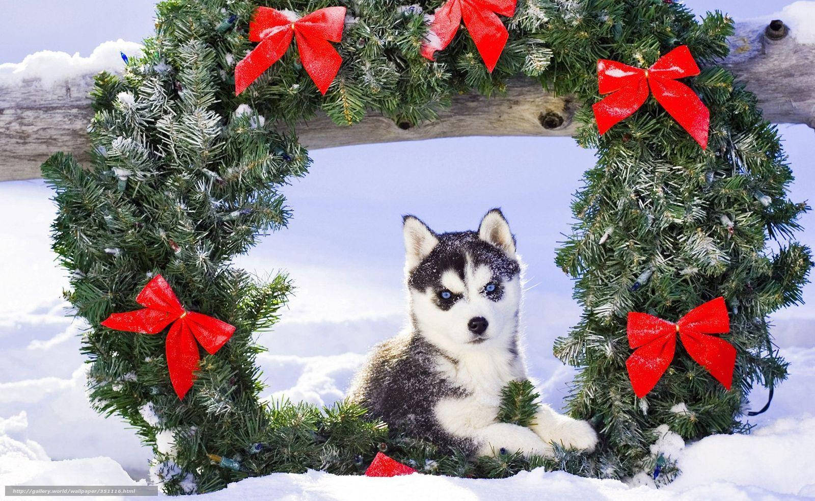 Husky Puppy With Wreath