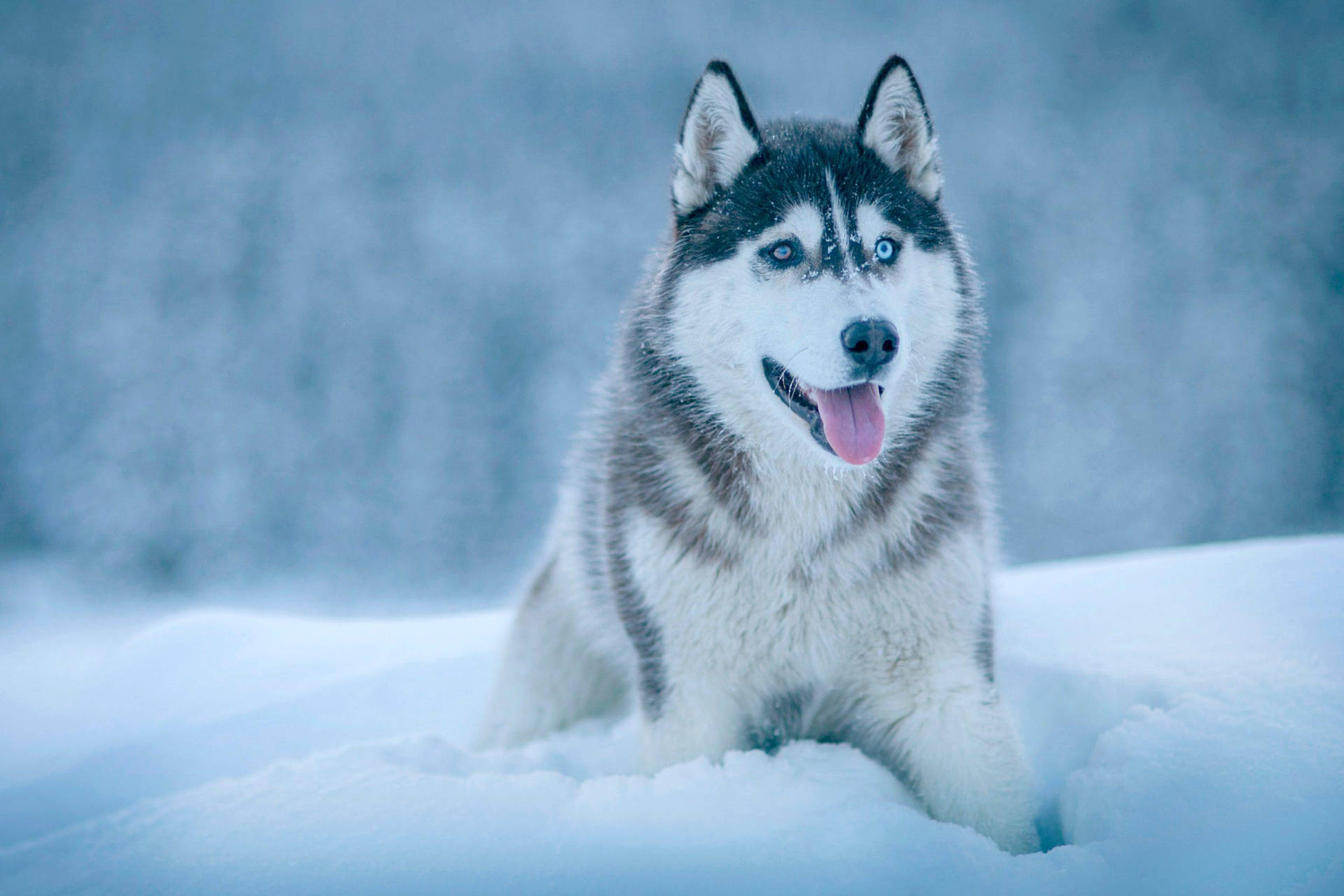 Husky Resting On Pile Of Snow