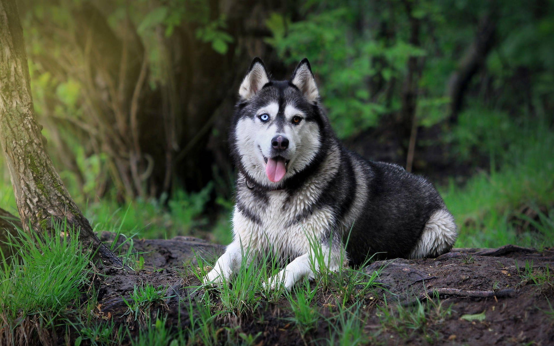 Husky Resting On Tree Branch