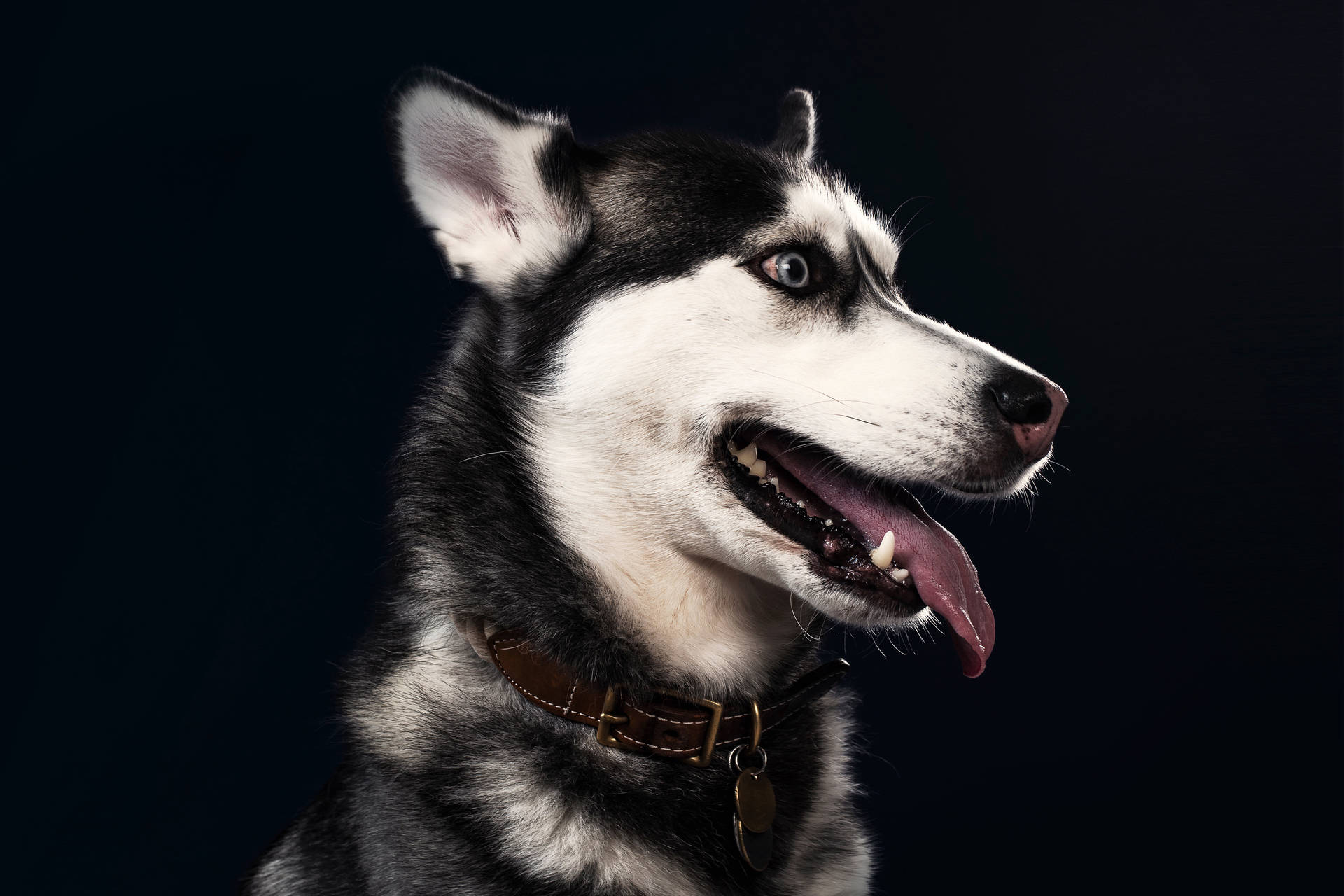 Husky Tongue Out Background