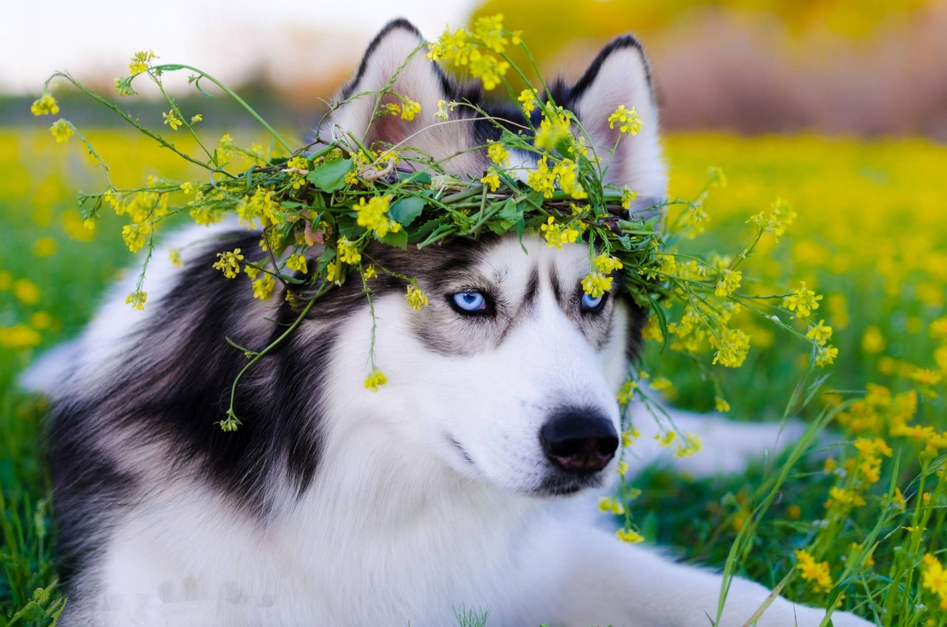 Husky_with_ Floral_ Crown.jpg Background