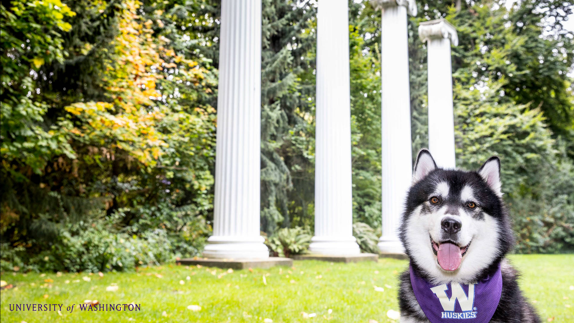 Husky With University Of Washington Scarf Background