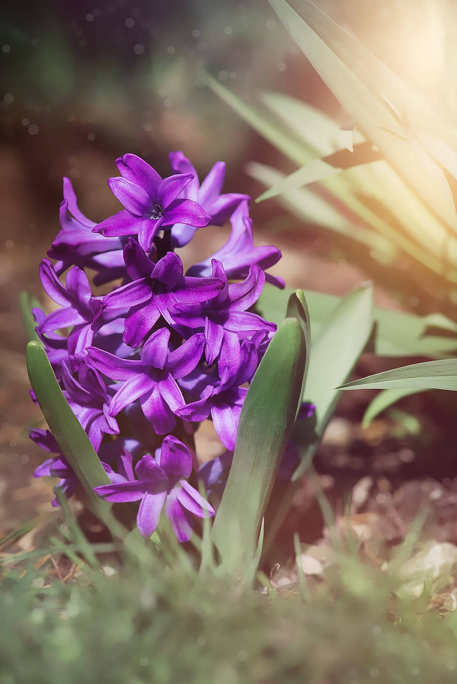 Hyacinth Aesthetic Purple Flower Background