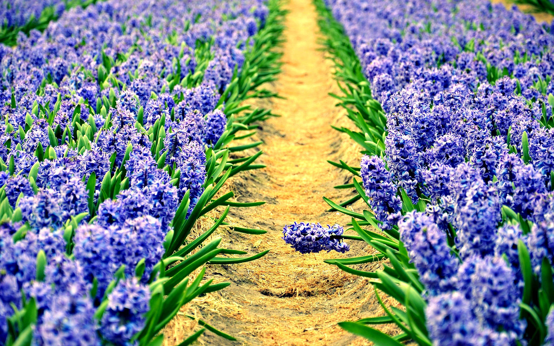 Hyacinth Dirt Path Background