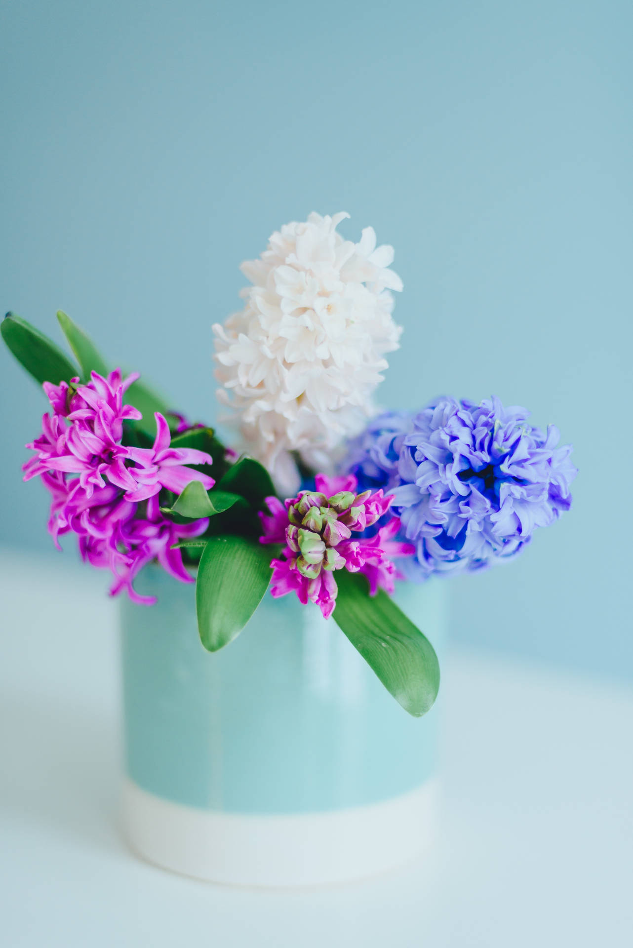 Hyacinth Flowers In Blue Can Background