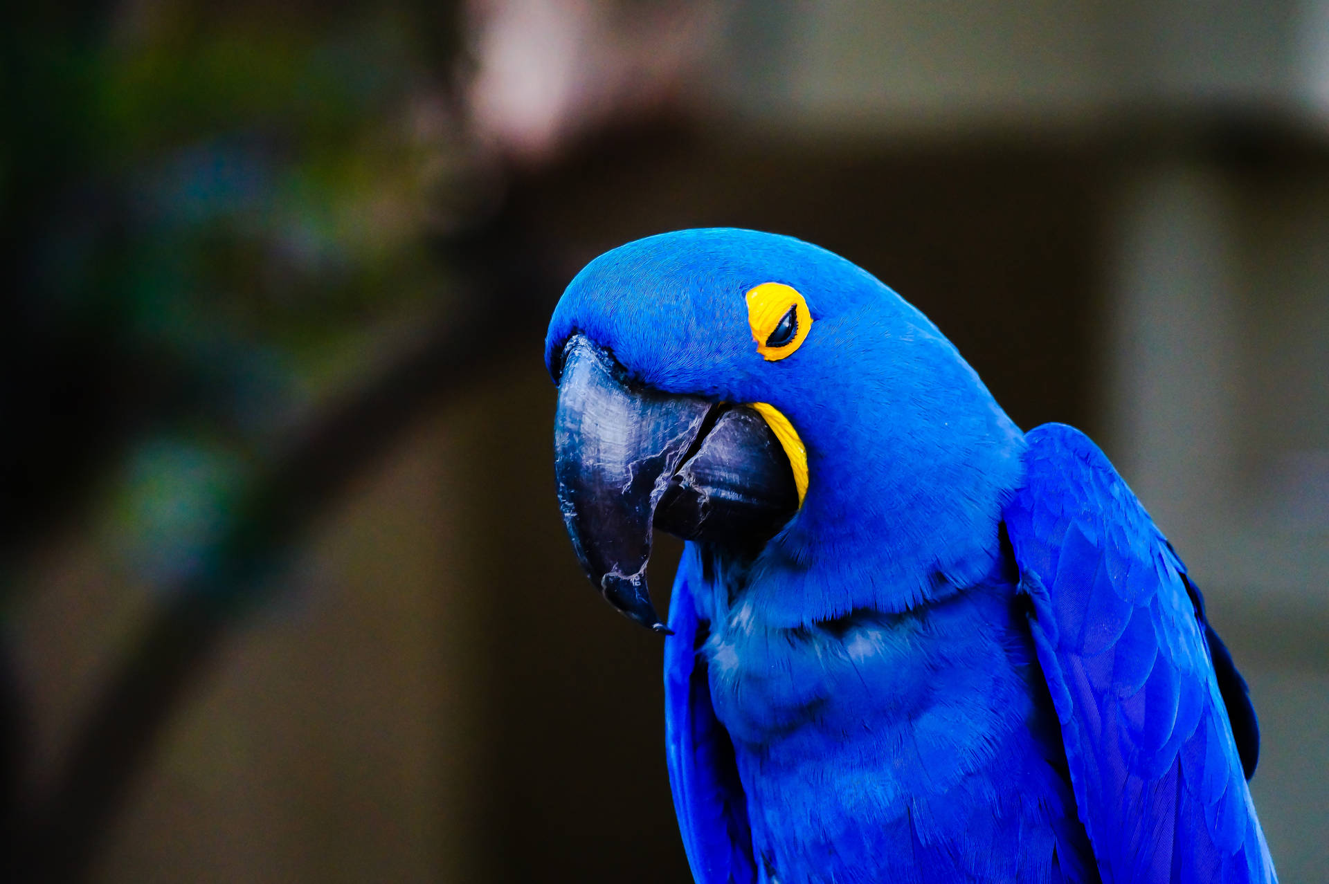 Hyacinth Macaw Beautiful Birds