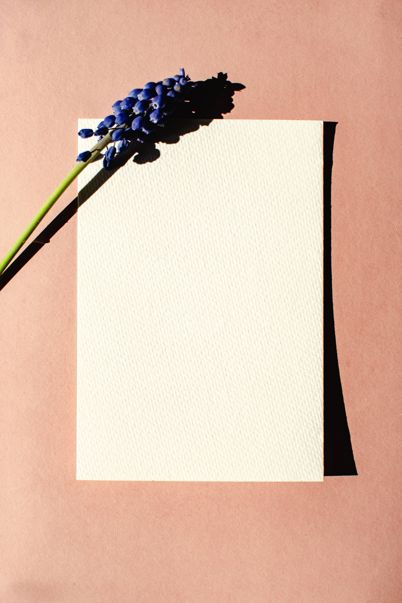 Hyacinth On Paper Background