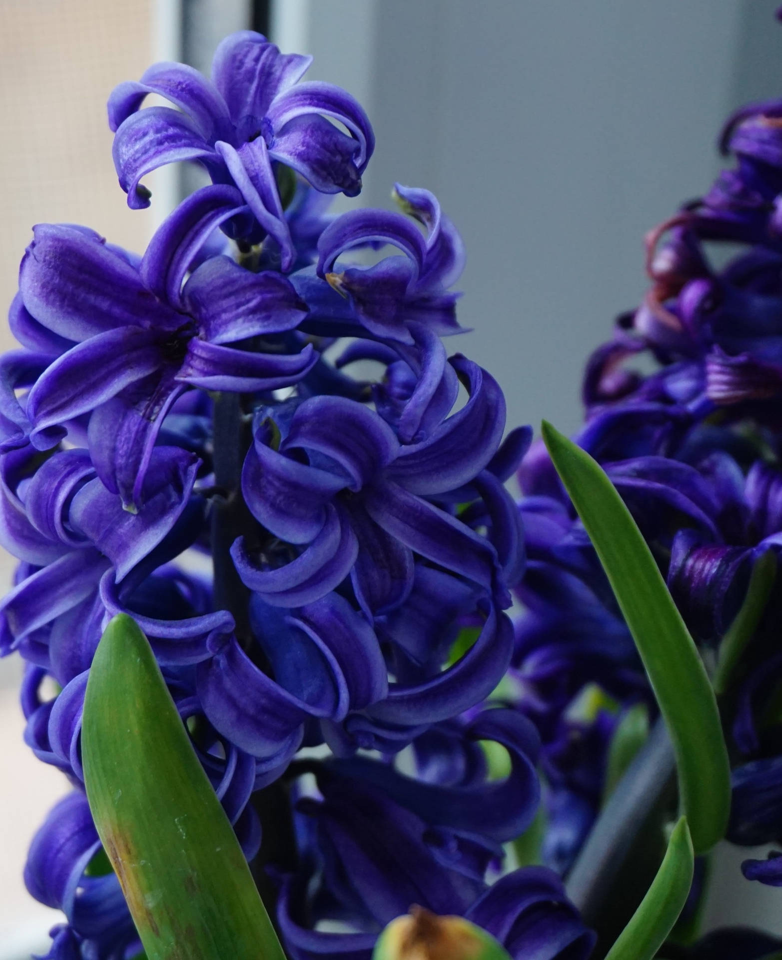 Hyacinth Purple Flowers Green Leaves Iphone Background