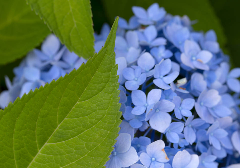 Hydrangea Blue Color Hd Background